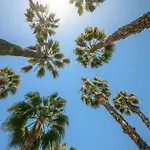 Апарт-отель Les 15 Pins & La Mer -Parc Arbore, Piscines, Mer A 5Min, Climatisation 3*